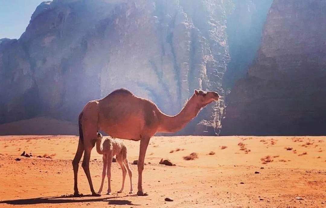 Ammar Rum Camp And Tours Wadi Rum Esterno foto